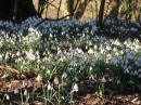 Snowdrops